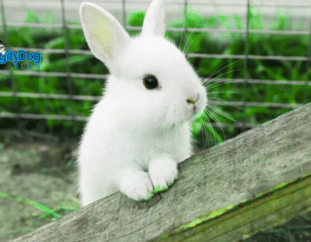 Rabbit Veterinarian Near Me