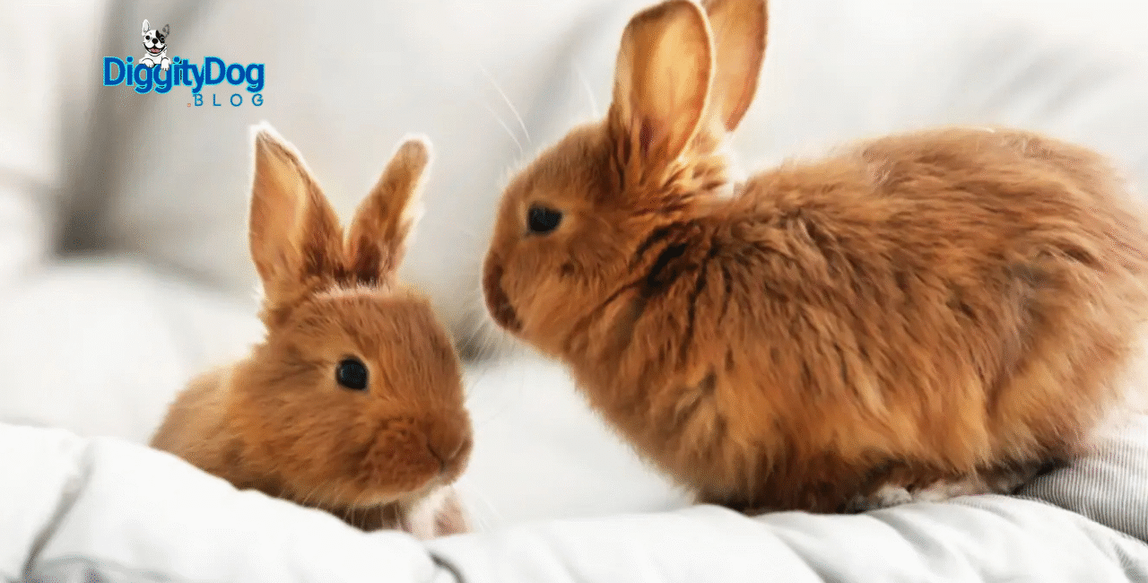 Why Your Rabbit Digs