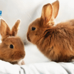 Why Your Rabbit Digs
