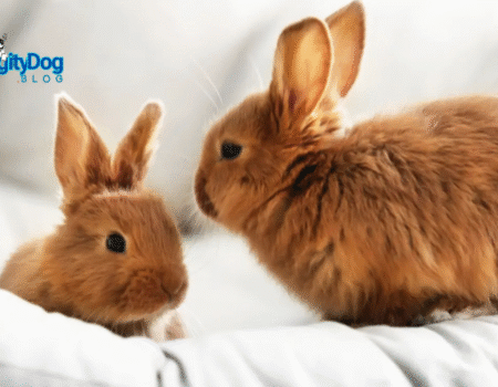 Why Your Rabbit Digs