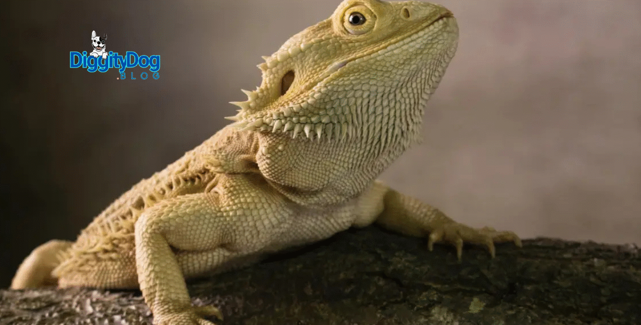 Train Your Bearded Dragon