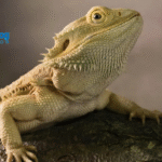Train Your Bearded Dragon