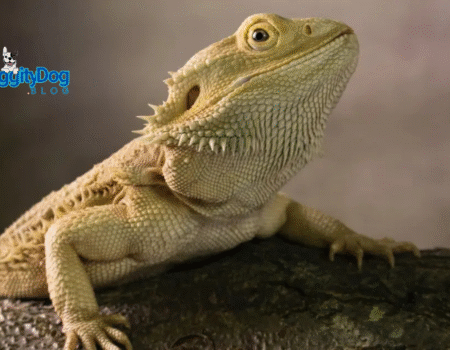 Train Your Bearded Dragon