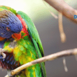 The Truth About Feather Plucking