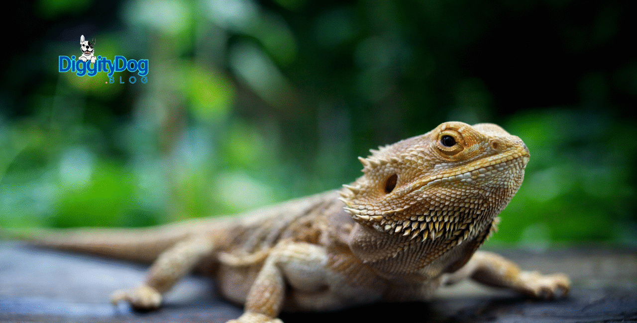 Bearded Dragon Health 101