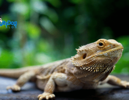 Bearded Dragon Health 101