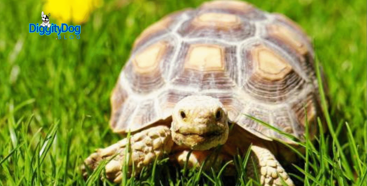 The Secret Language of Tortoises