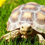 The Secret Language of Tortoises