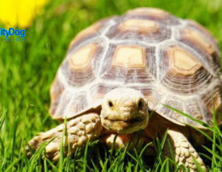 The Secret Language of Tortoises