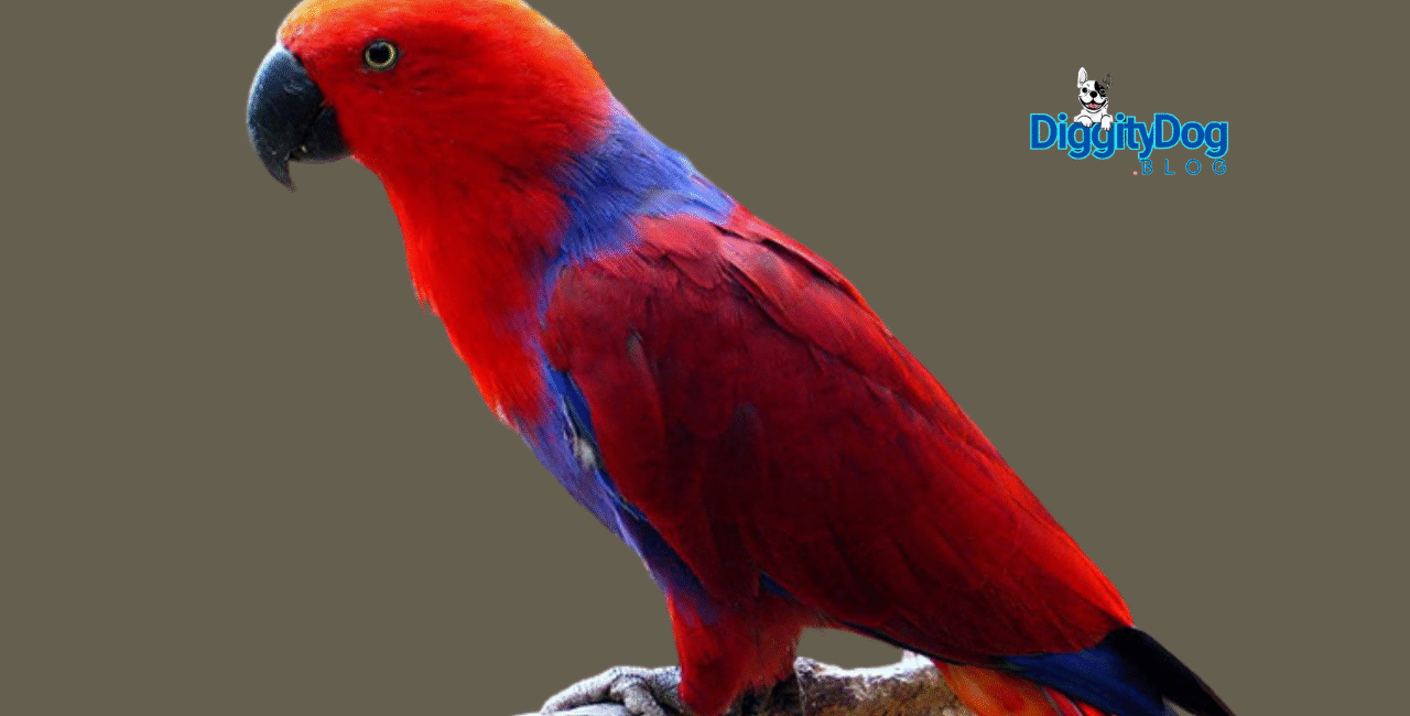 Enrichment and Foraging for Parrots