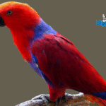 Enrichment and Foraging for Parrots