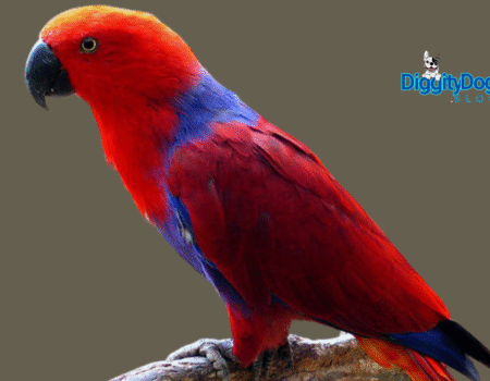Enrichment and Foraging for Parrots