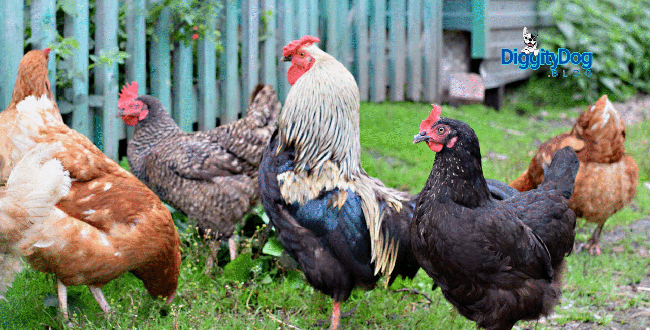 Can Your Chicken Have a Heart Attack