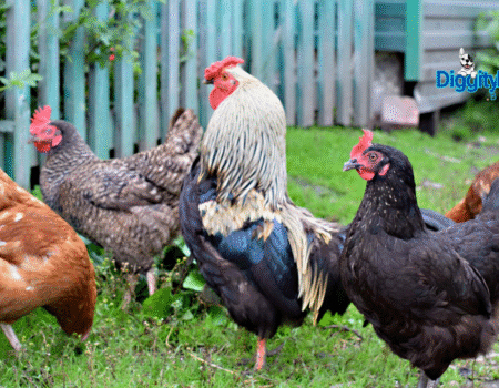 Can Your Chicken Have a Heart Attack