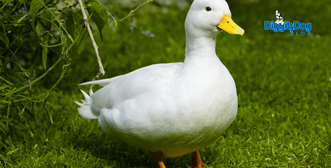Keeping Your Ducks Healthy