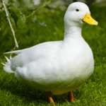 Keeping Your Ducks Healthy