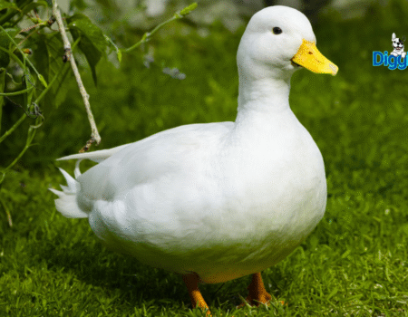 Keeping Your Ducks Healthy