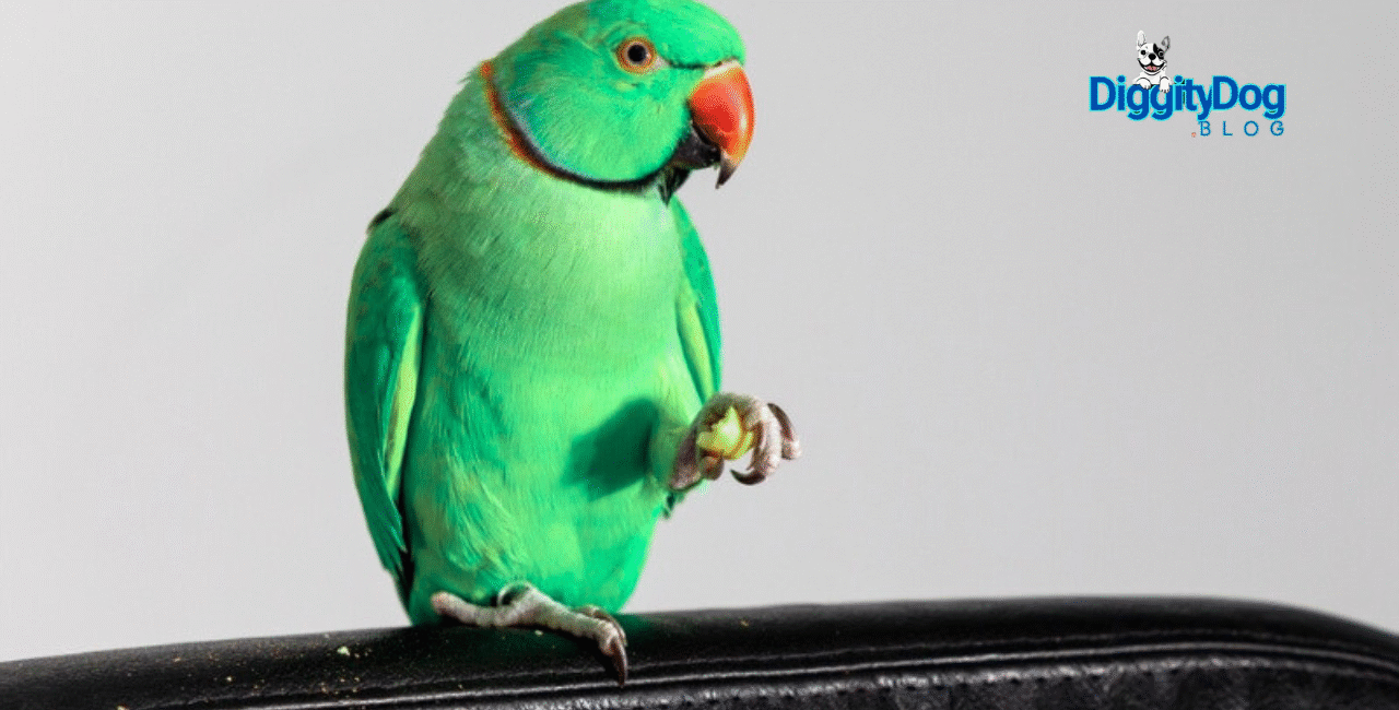 Is Having a Pet Bird a Good Idea