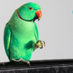 Is Having a Pet Bird a Good Idea