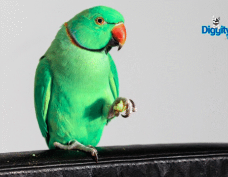 Is Having a Pet Bird a Good Idea