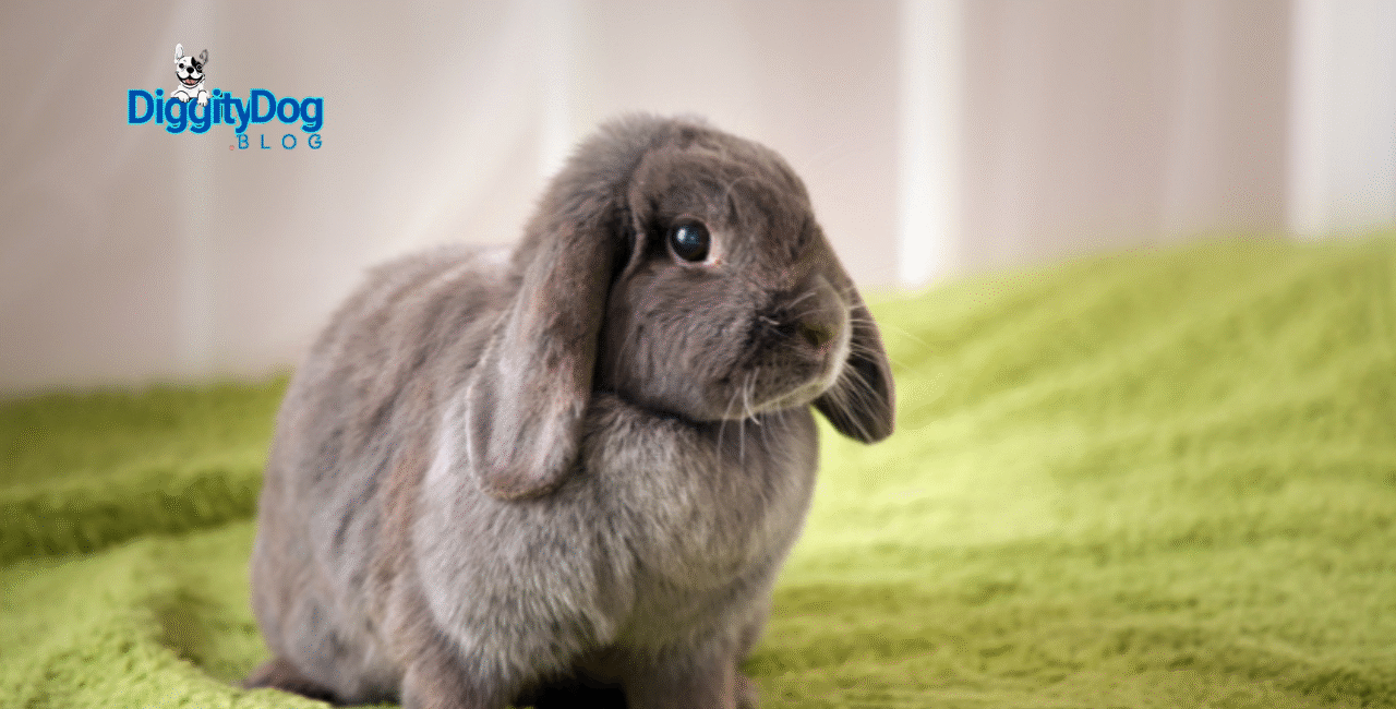 Free Roam Rabbit