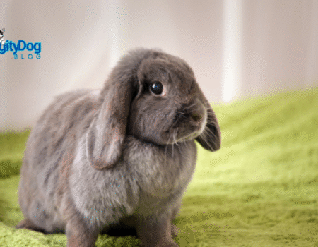 Free Roam Rabbit