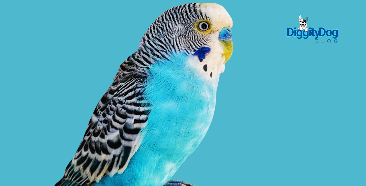 Why Training Your Parakeet