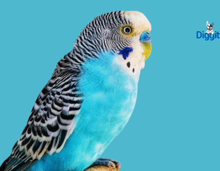 Why Training Your Parakeet