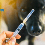 Vaccinating Dogs