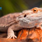 Reptiles as Pets