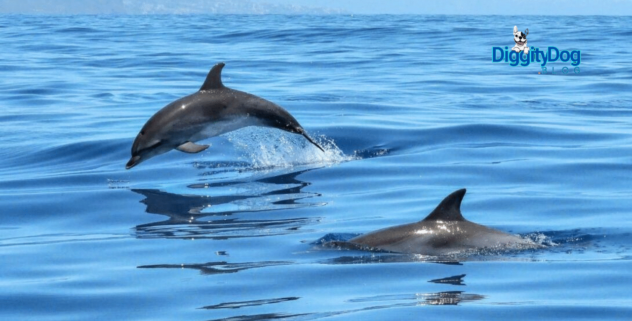 Captive Dolphins Endure Extensive Suffering