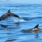 Captive Dolphins Endure Extensive Suffering