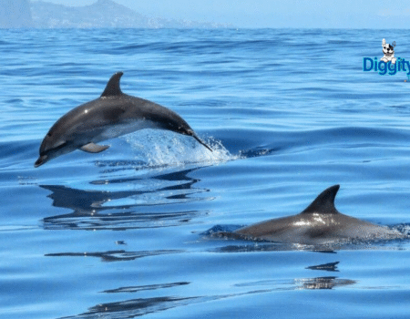 Captive Dolphins Endure Extensive Suffering