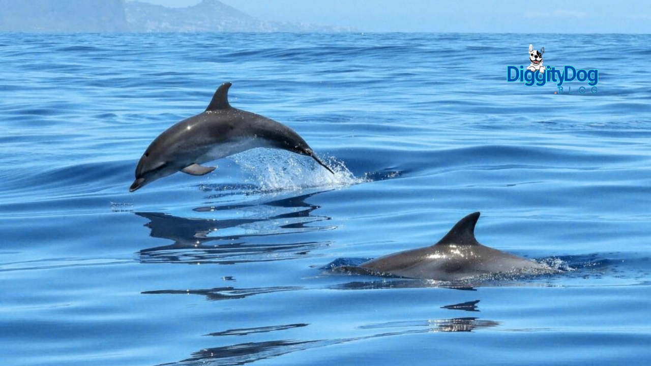 Captive Dolphins Endure Extensive Suffering