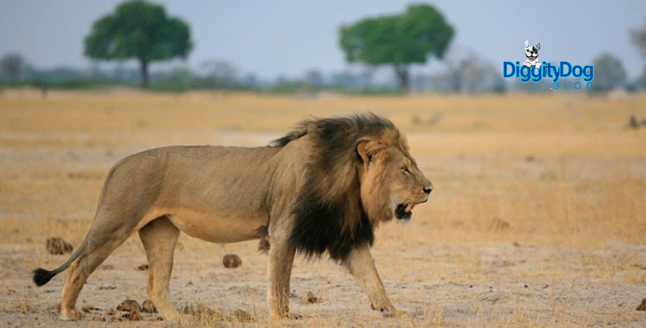 Cecil the Lion