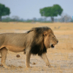 Cecil the Lion