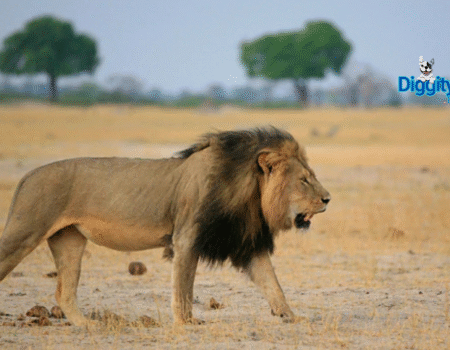 Cecil the Lion