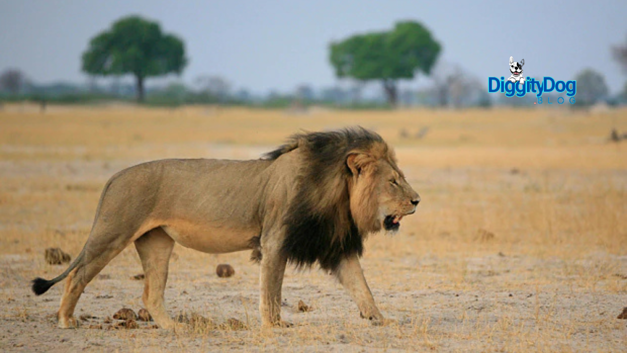 Cecil the Lion