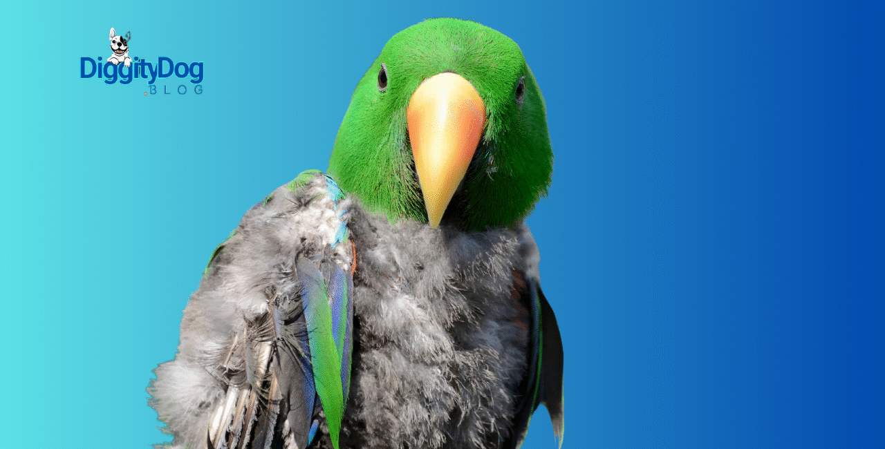 Understanding Stress in Parrots