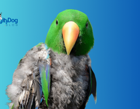 Understanding Stress in Parrots