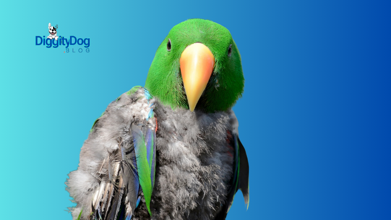 Understanding Stress in Parrots
