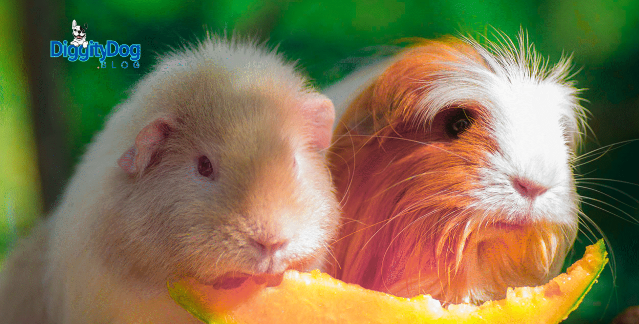 Scurvy in Guinea Pigs