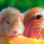 Scurvy in Guinea Pigs