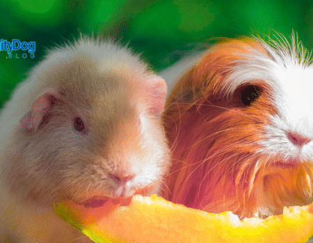 Scurvy in Guinea Pigs
