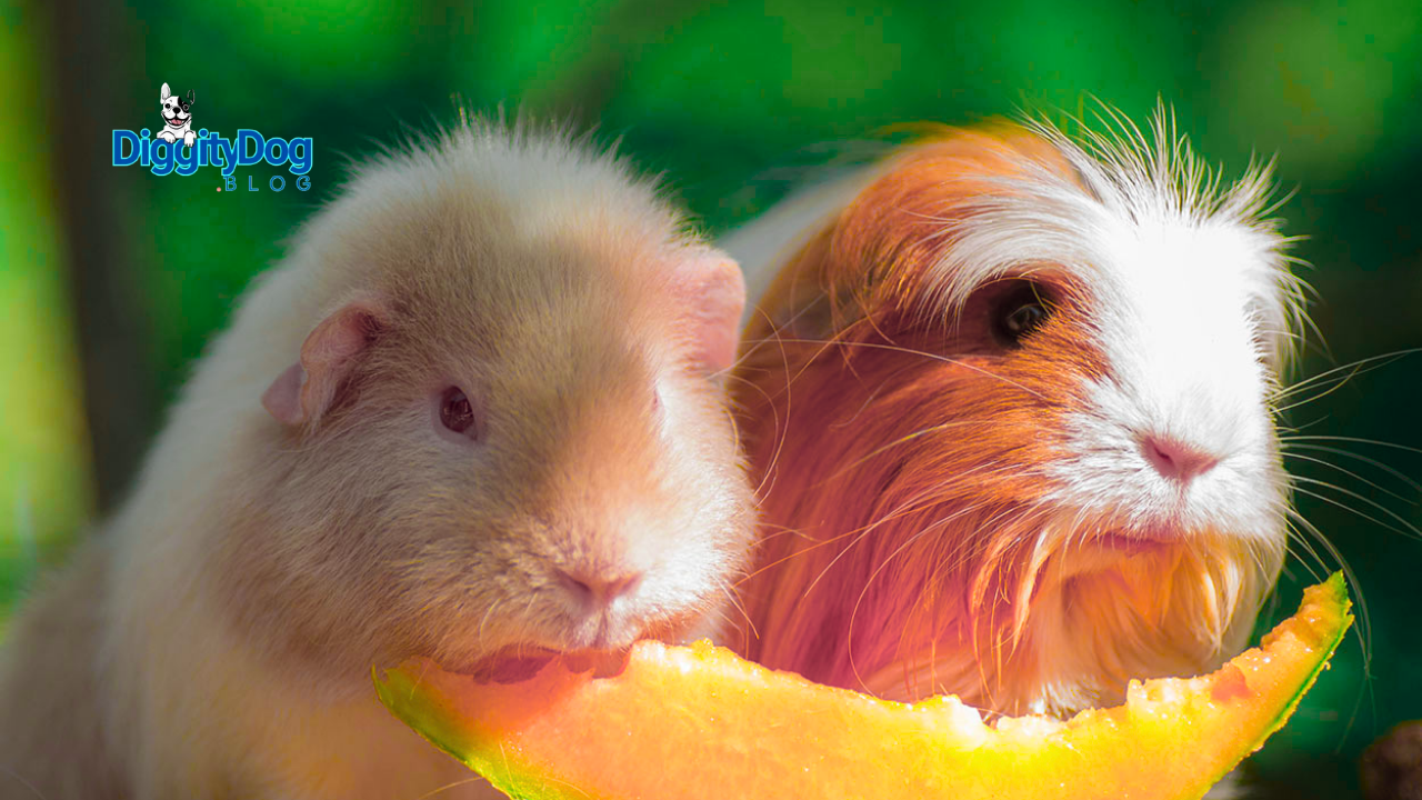 Scurvy in Guinea Pigs