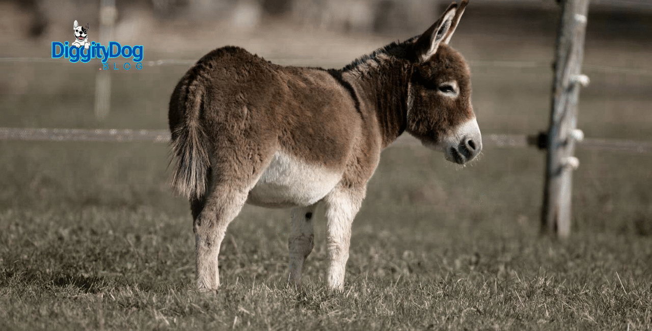 9 Interesting Donkey Facts