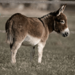 9 Interesting Donkey Facts