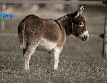 9 Interesting Donkey Facts