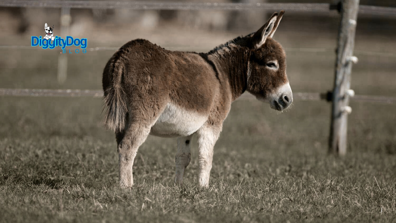 9 Interesting Donkey Facts