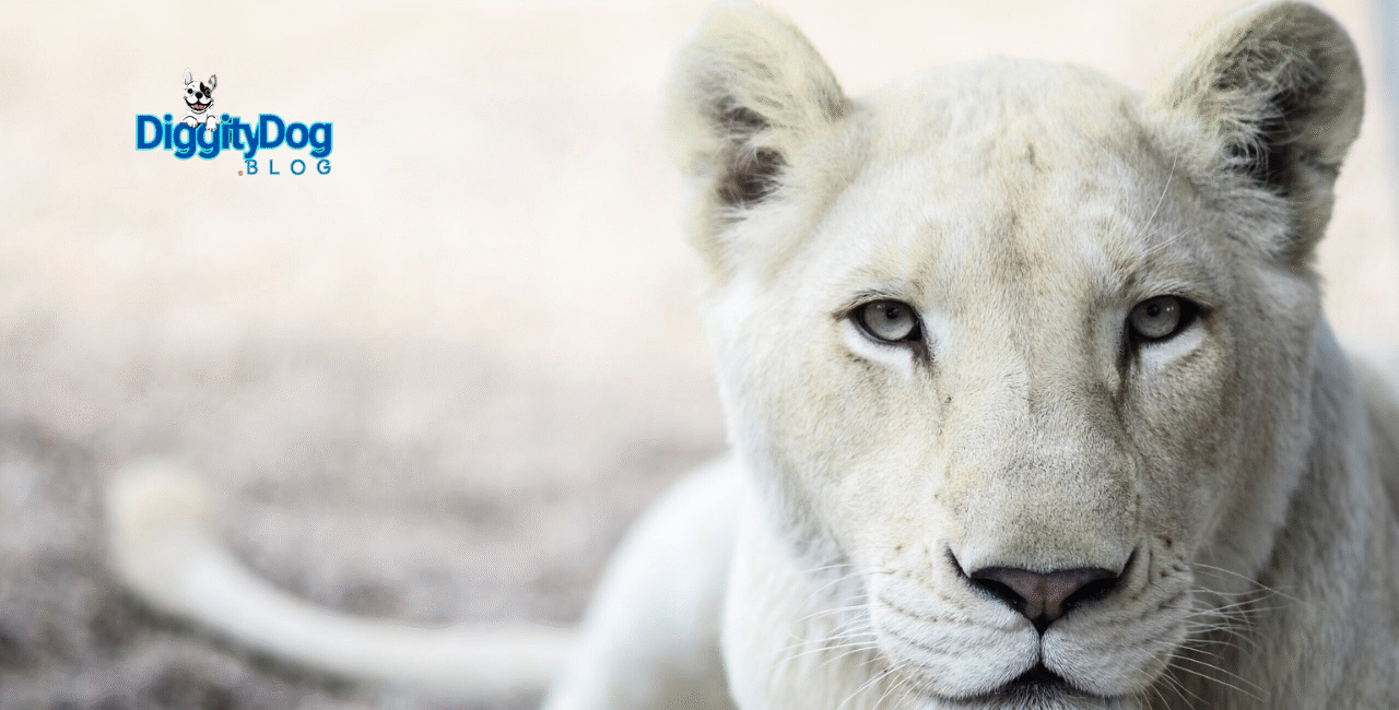 Protecting South African Lions